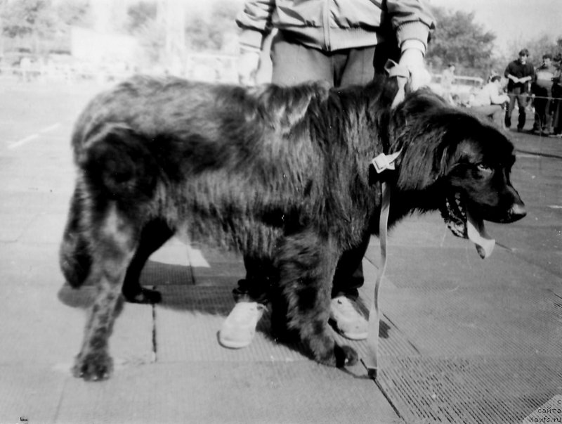 Фото: ньюфаундленд Nord (Норд)