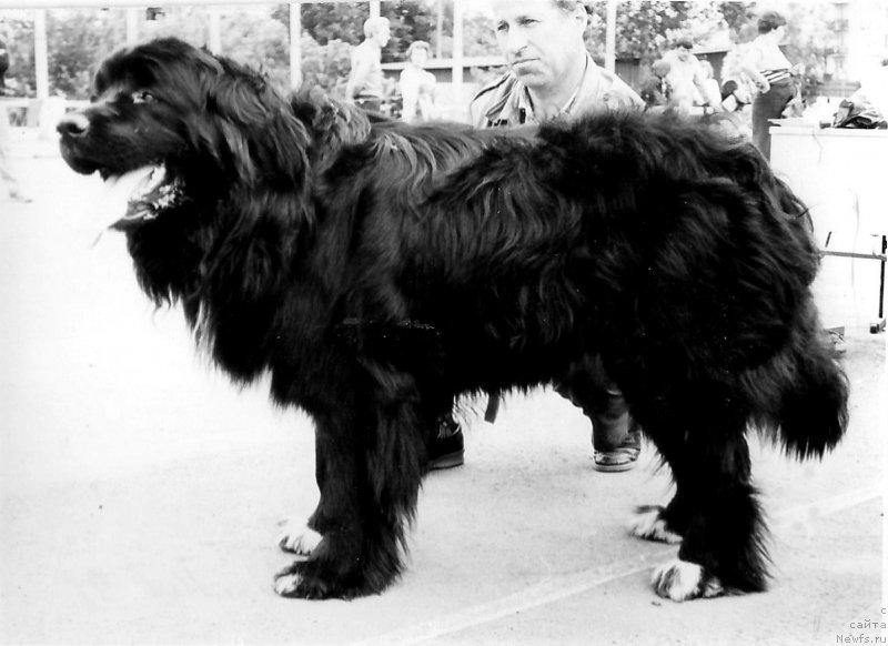 Фото: ньюфаундленд Tibul Ols (Тибул Олс)