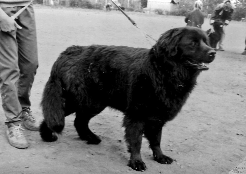 Фото: ньюфаундленд E Gayda Aster (Е Гайда Астер)