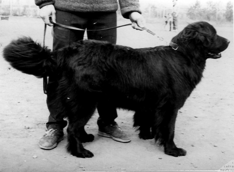 Фото: ньюфаундленд Violetta Doni Il (Виолетта Дони Ил)