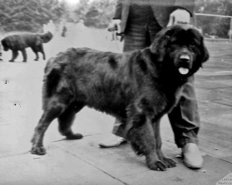 Фото: ньюфаундленд Djordjina Aygi Lor (Джорджина Айги Лор)