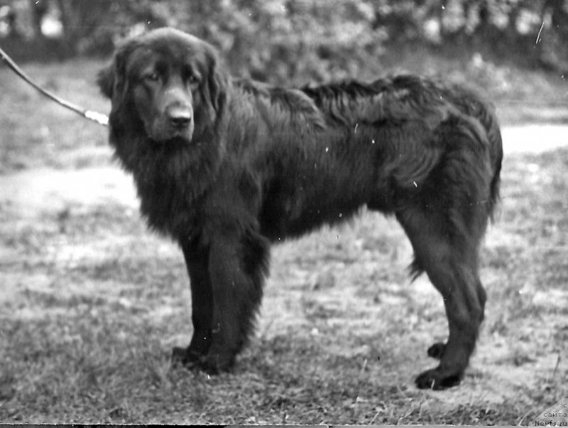 Фото: ньюфаундленд Lu Dan (Лу Дан)