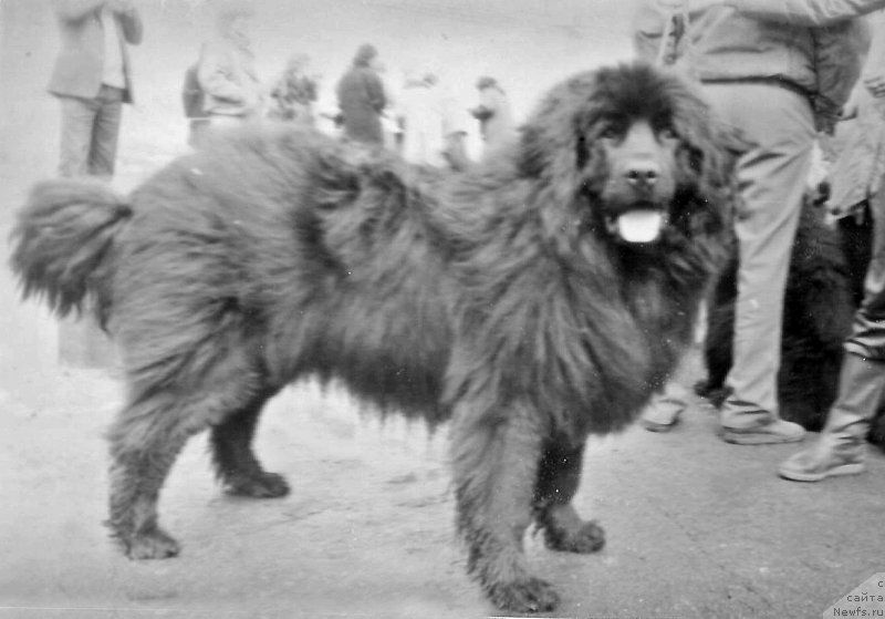 Фото: ньюфаундленд Djeral'd Felis (Джеральд Фелис)