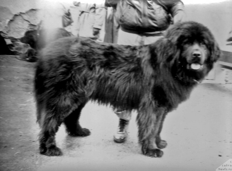 Фото: ньюфаундленд Elord Roness (Елорд Ронесс)