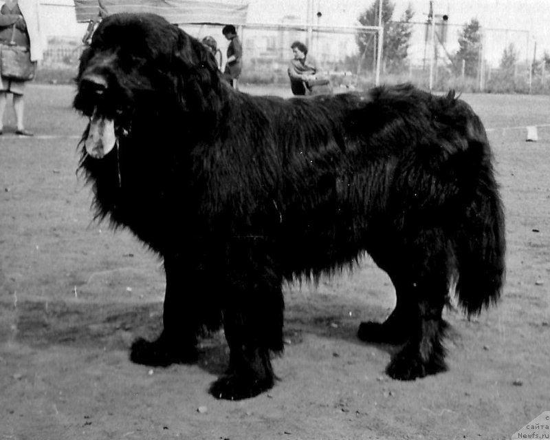 Фото: ньюфаундленд Zevs Ave (Зевс Аве)