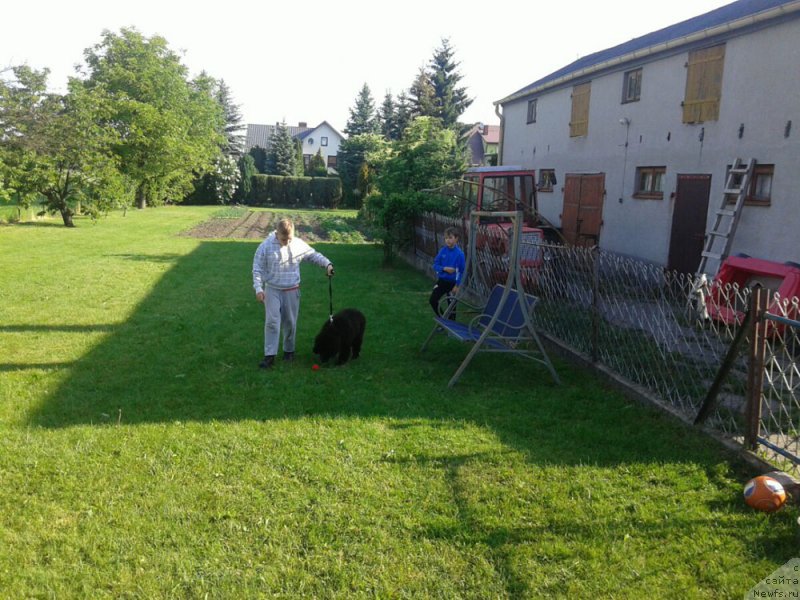 Фото: ньюфаундленд Zdravica s Berega Dona (Здравица с Берега Дона)