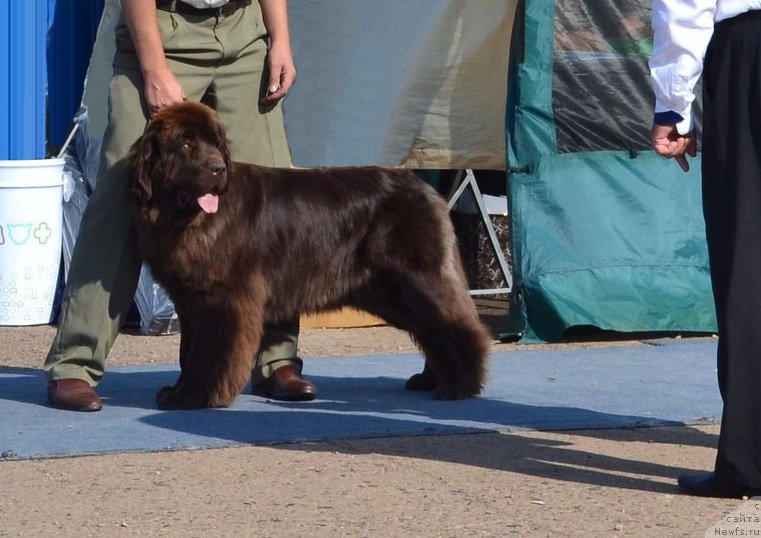 Фото: Stanislav Razuvaev (Станислав Разуваев), ньюфаундленд Armiya Lyubvi iz Arkaima (Армия Любви из Аркаима)