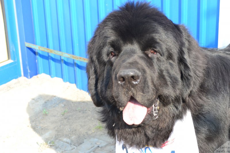 Фото: ньюфаундленд Akvatoriya Kelvin Ural'skiy Favorit (Акватория Келвин Уральский Фаворит)