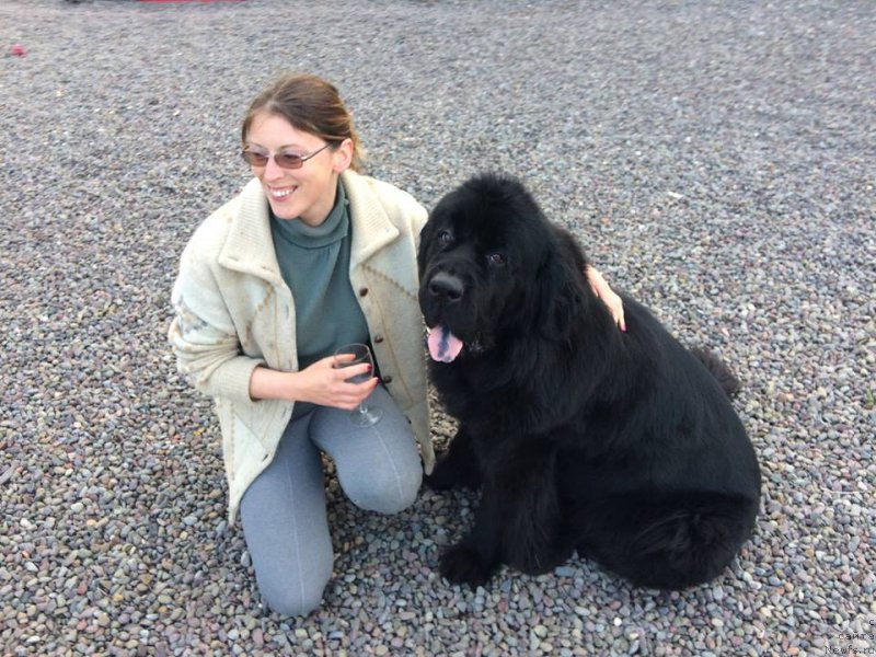 Фото: ньюфаундленд YUnivers of Myedjik (Юниверс оф Мэджик)