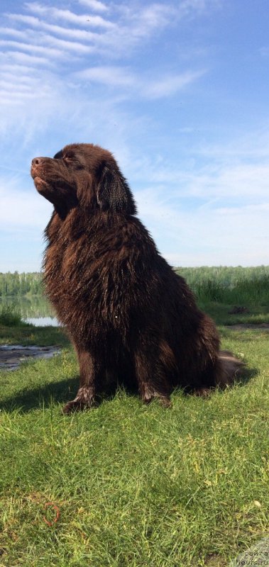 Фото: ньюфаундленд Brownblood MSK Zhanara Haya (Браунблад МСК Жанара Хайя)