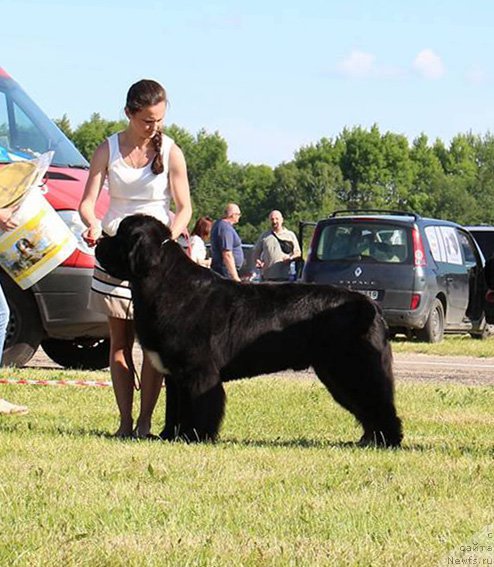 Фото: ньюфаундленд Beguschaya po Volnam Сhart Topper (Бегущая по Волнам Чарт Топпер)