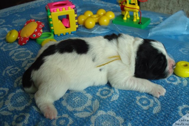 Фото: ньюфаундленд Mag Ispolin Morskaya Jemchujina (Маг Исполин Морская Жемчужина)