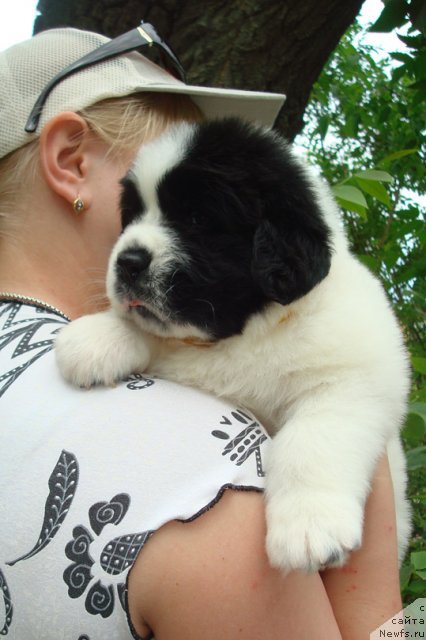 Фото: ньюфаундленд Mag Ispolin Morskaya Jemchujina (Маг Исполин Морская Жемчужина)