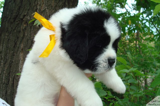 Фото: ньюфаундленд Mag Ispolin Morskaya Jemchujina (Маг Исполин Морская Жемчужина)