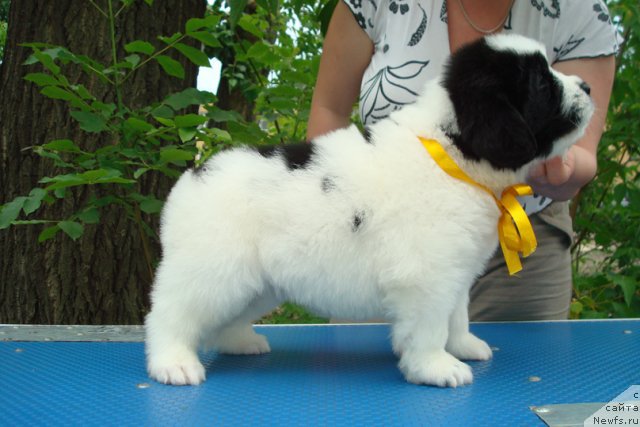 Фото: ньюфаундленд Mag Ispolin Morskaya Jemchujina (Маг Исполин Морская Жемчужина)