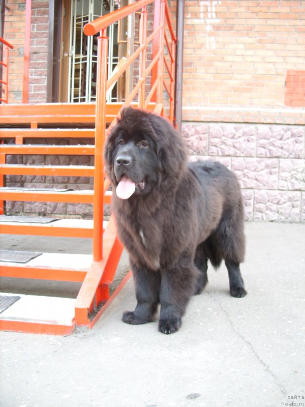 Фото: ньюфаундленд YEkselent B'yuti (Экселент Бьюти)