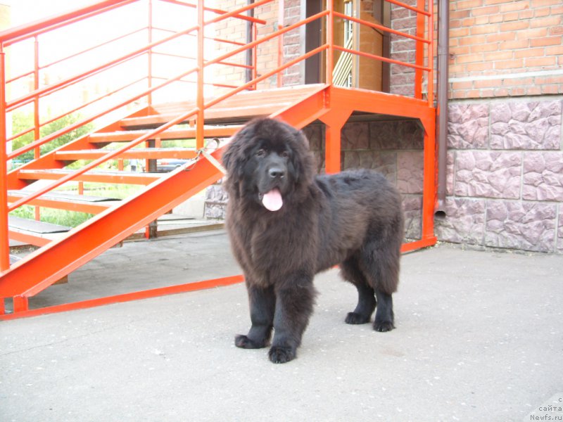 Фото: ньюфаундленд YEkselent B'yuti (Экселент Бьюти)
