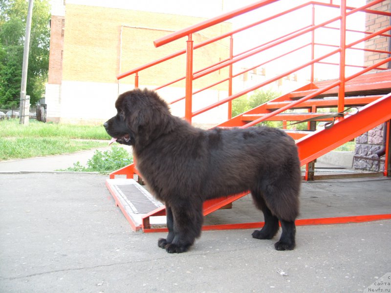 Фото: ньюфаундленд YEkselent B'yuti (Экселент Бьюти)