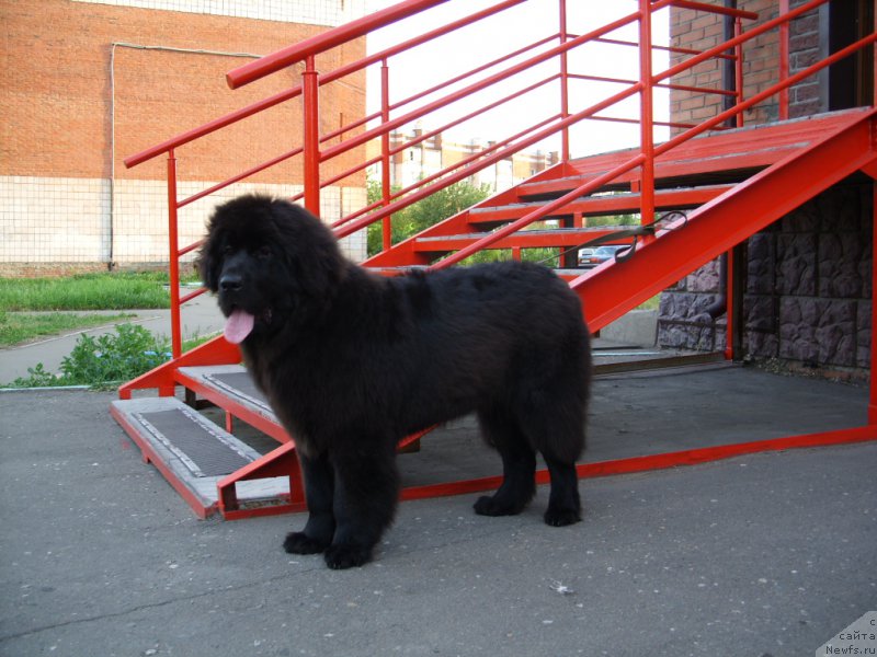 Фото: ньюфаундленд YEkselent B'yuti (Экселент Бьюти)
