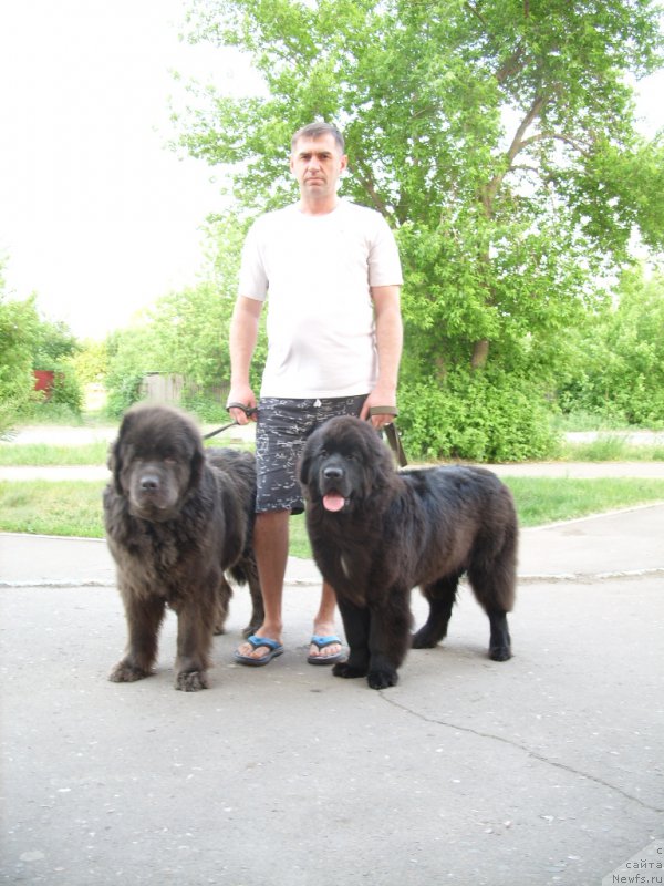 Фото: ньюфаундленд Akvamarinovaya Krasotka dlya Marleon (Аквамариновая Красотка для Марлеон), ньюфаундленд YEkselent B'yuti (Экселент Бьюти)