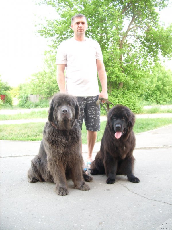 Фото: ньюфаундленд Akvamarinovaya Krasotka dlya Marleon (Аквамариновая Красотка для Марлеон), ньюфаундленд YEkselent B'yuti (Экселент Бьюти)