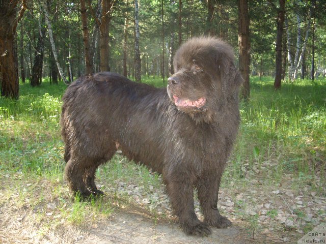 Фото: ньюфаундленд Akvamarinovaya Krasotka dlya Marleon (Аквамариновая Красотка для Марлеон)