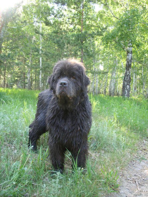 Фото: ньюфаундленд Akvamarinovaya Krasotka dlya Marleon (Аквамариновая Красотка для Марлеон)
