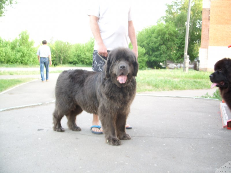 Фото: ньюфаундленд Akvamarinovaya Krasotka dlya Marleon (Аквамариновая Красотка для Марлеон)