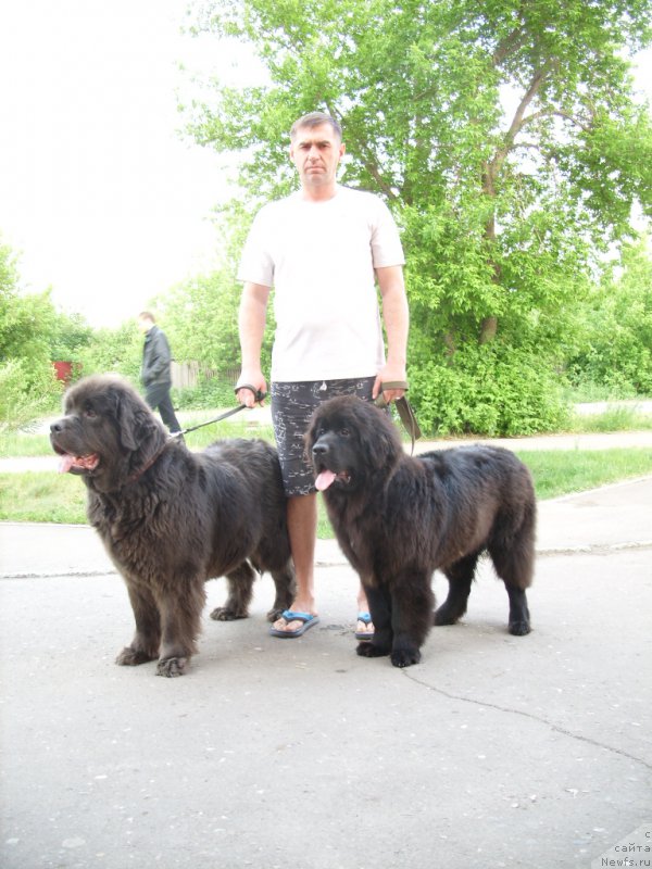 Фото: ньюфаундленд Akvamarinovaya Krasotka dlya Marleon (Аквамариновая Красотка для Марлеон)