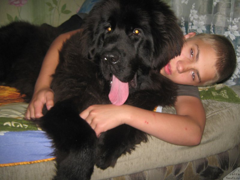 Фото: ньюфаундленд YEnergi Okean (Энерги Океан)