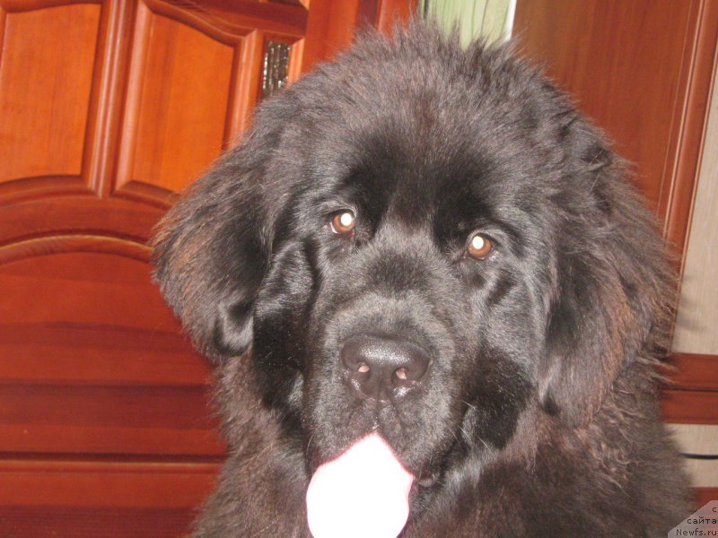 Фотография № 207989