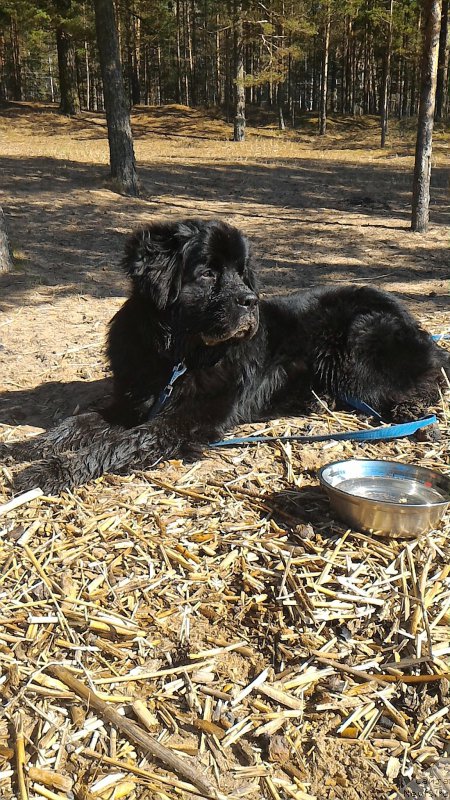 Фото: ньюфаундленд Belkonder-Club Burgundy Ice (Белкондер-Клаб Бургунди Айс)