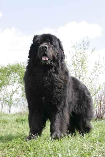 Фото: ньюфаундленд Smigar YArmut (Смигар Ярмут)