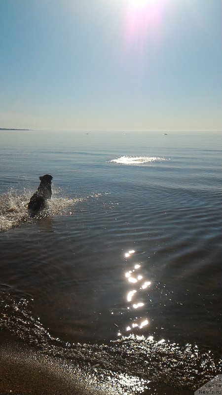 Фото: ньюфаундленд Belkonder-Club Burgundy Ice (Белкондер-Клаб Бургунди Айс)