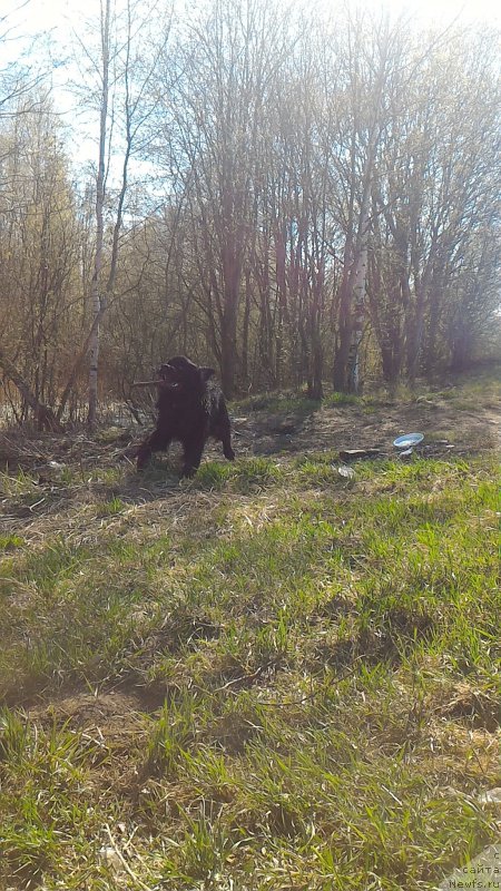 Фото: ньюфаундленд Belkonder-Club Burgundy Ice (Белкондер-Клаб Бургунди Айс)