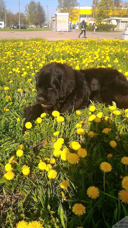 Фото: ньюфаундленд Belkonder-Club Burgundy Ice (Белкондер-Клаб Бургунди Айс)