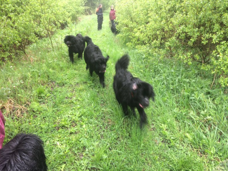 Фото: ньюфаундленд Belkonder-Club Burgundy Ice (Белкондер-Клаб Бургунди Айс), ньюфаундленд Belkonder-Club Bella Renaissance (Белкондер-Клаб Белла Ренессанс)