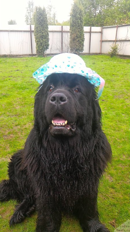 Фото: ньюфаундленд Tselogo Mira Malo iz Arkaima (Целого Мира Мало из Аркаима)