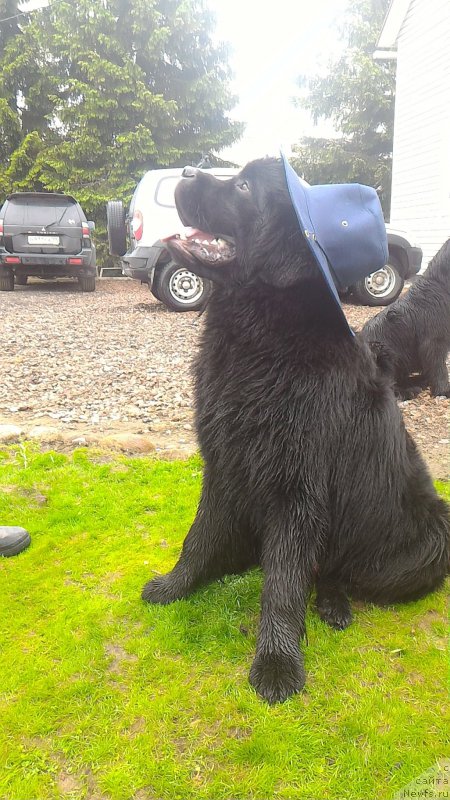 Фото: ньюфаундленд Belkonder-Club Burgundy Ice (Белкондер-Клаб Бургунди Айс)
