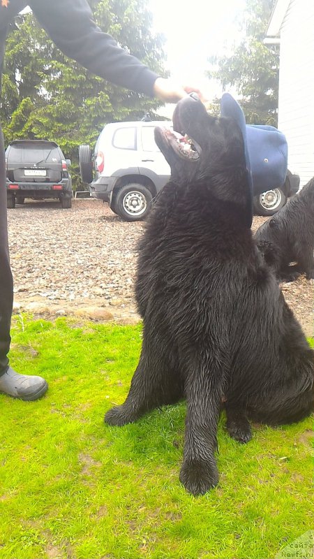 Фото: ньюфаундленд Belkonder-Club Burgundy Ice (Белкондер-Клаб Бургунди Айс)