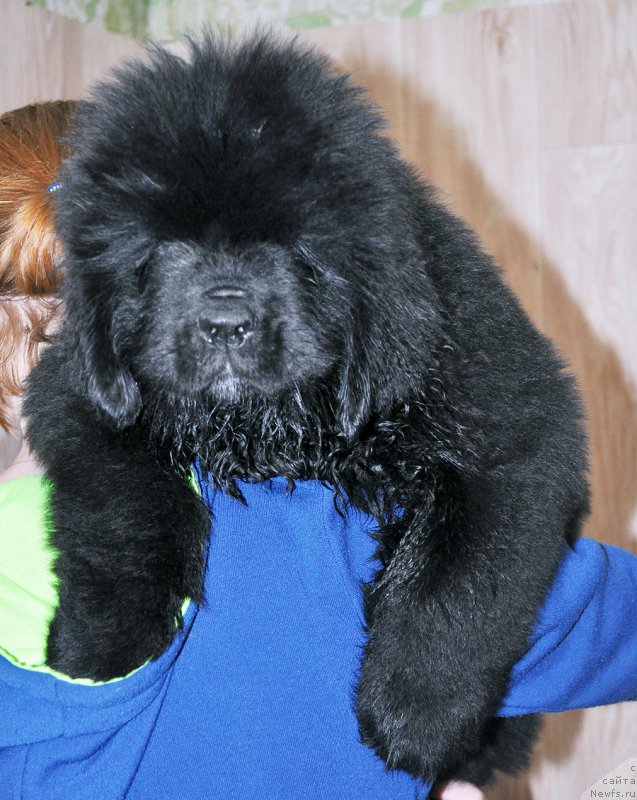 Фотография № 208042