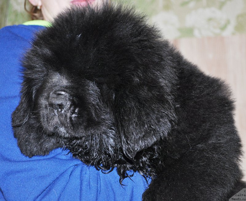 Фото: Бегущая по волнам Год Блесс Квин