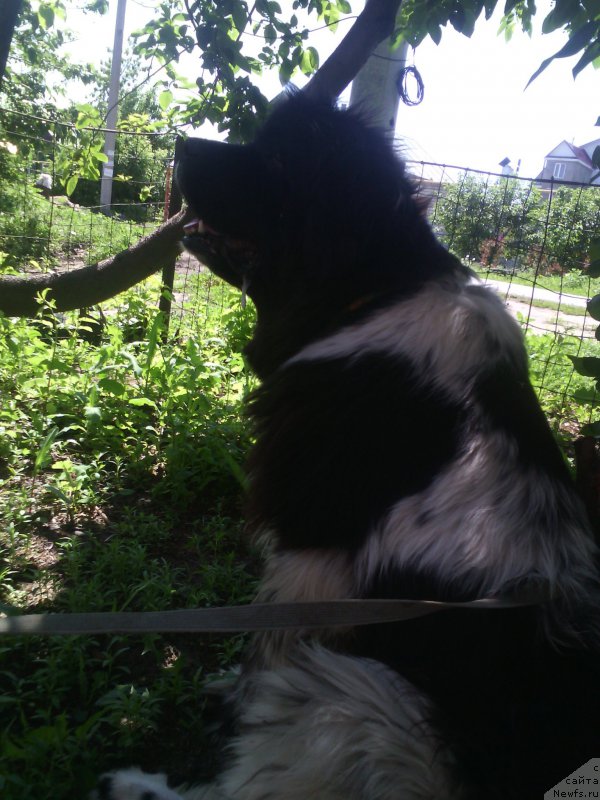 Фото: ньюфаундленд Piternyuf I'll Stand By You (Питерньюф И'лл Станд Бу Уоу)