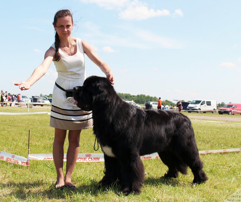 Фото: ньюфаундленд Beguschaya po Volnam Сhart Topper (Бегущая по Волнам Чарт Топпер)