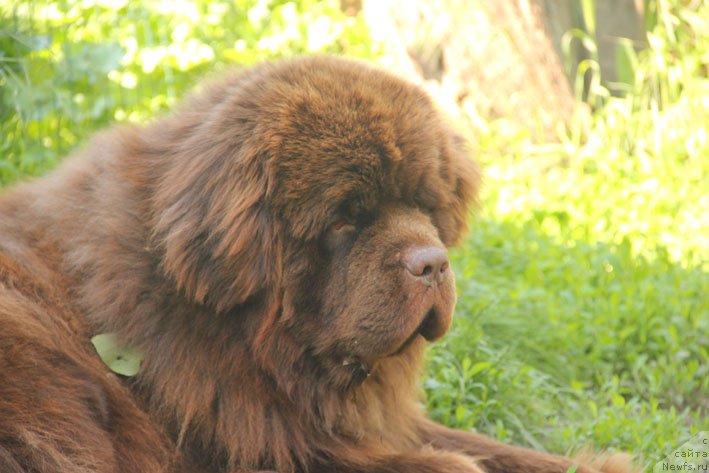 Фото: ньюфаундленд Eroshka s Berega Dona (Ерошка с Берега Дона)