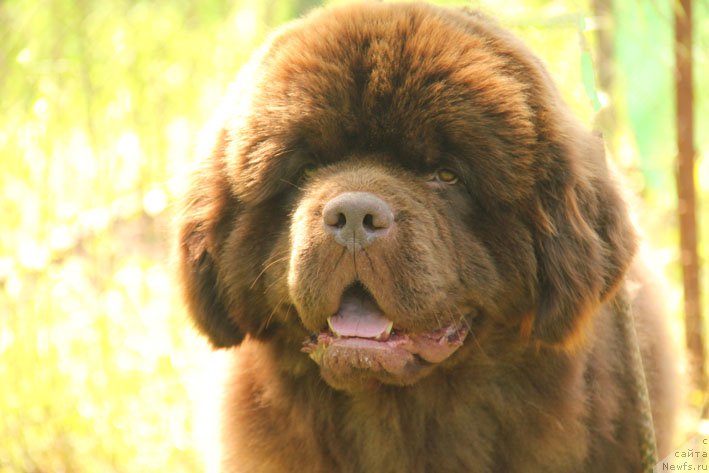 Фото: ньюфаундленд Eroshka s Berega Dona (Ерошка с Берега Дона)