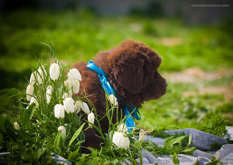 Фото: ньюфаундленд Brownblood MSK Hakim Gold Haydar (Браунблад МСК Хаким Голд Хайдар)