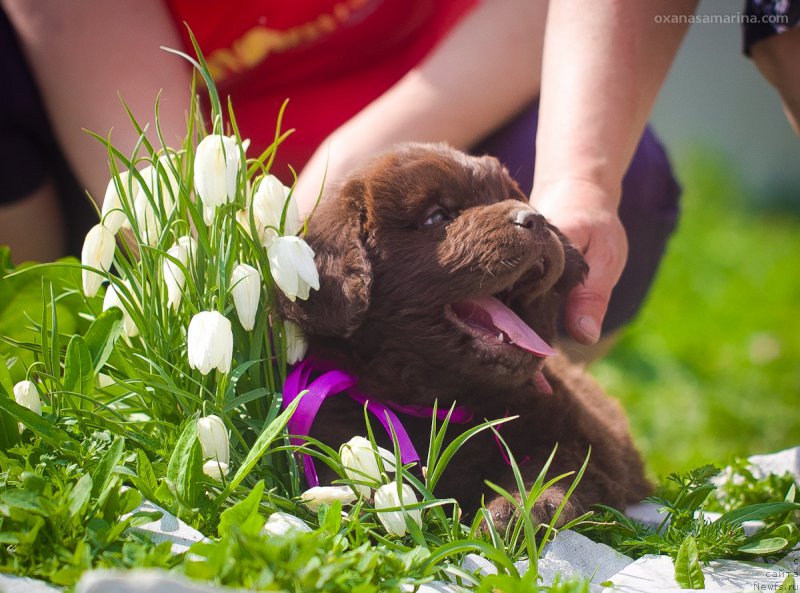 Фото: ньюфаундленд Brownblood MSK Hakim Gold Haydar (Браунблад МСК Хаким Голд Хайдар)