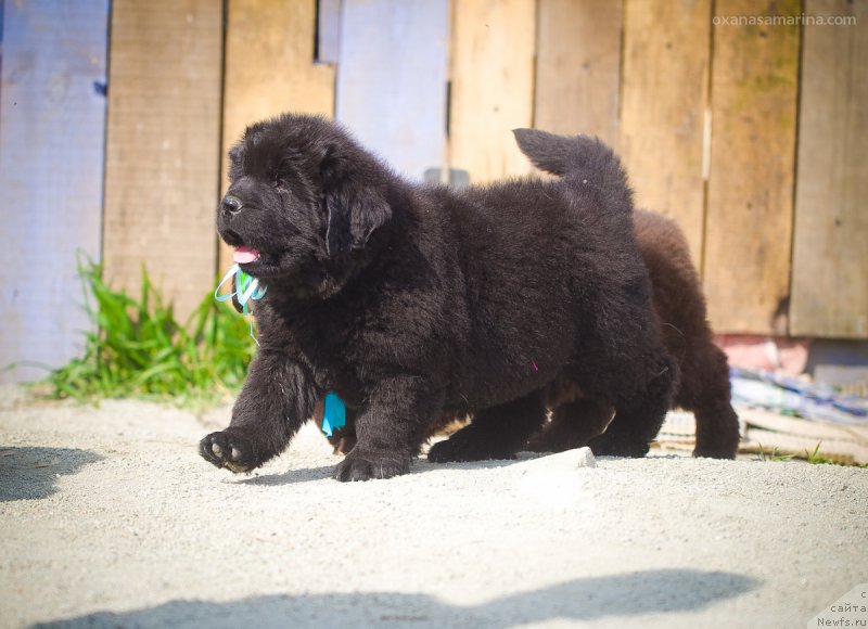 Фото: ньюфаундленд Brownblood MSK Hakim Gold Haydar (Браунблад МСК Хаким Голд Хайдар)