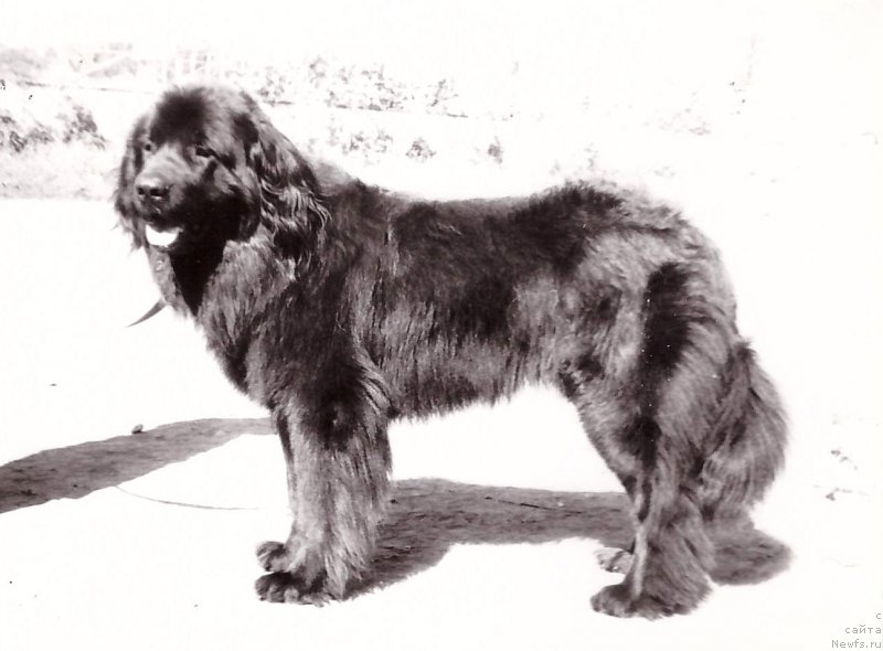 Фото: ньюфаундленд Vikentiy Layf Seyver (Викентий Лайф Сейвер)